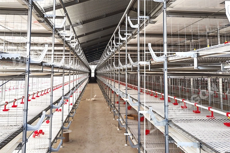 Equipo de cría de pollos de engorde para refugios modernos de pollos de carne