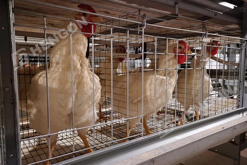 Equipos inteligentes para la cría de pollos de engorde para un mejor crecimiento de los pollos Equipos inteligentes para la cría de pollos de engorde para un mejor crecimiento de los pollos