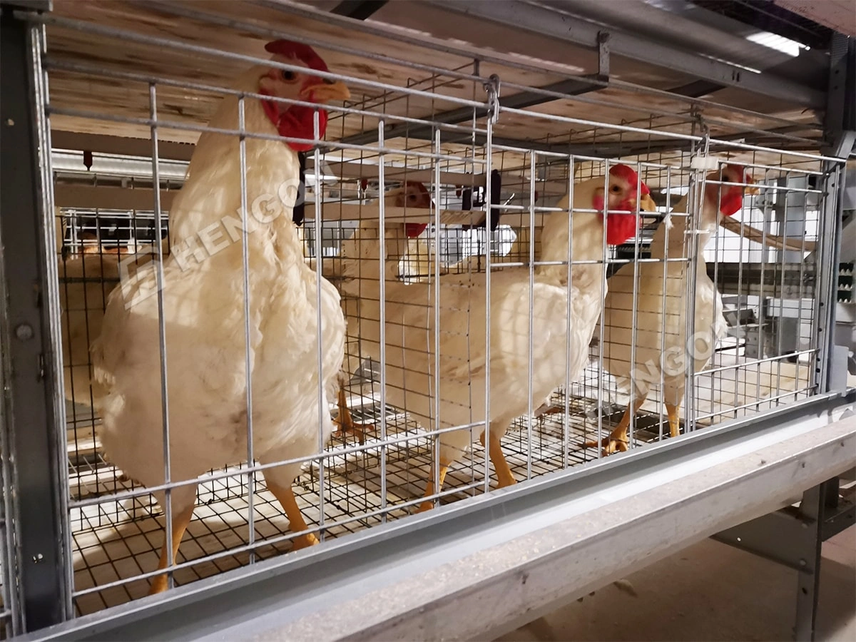 Jaulas para pollos de engorde