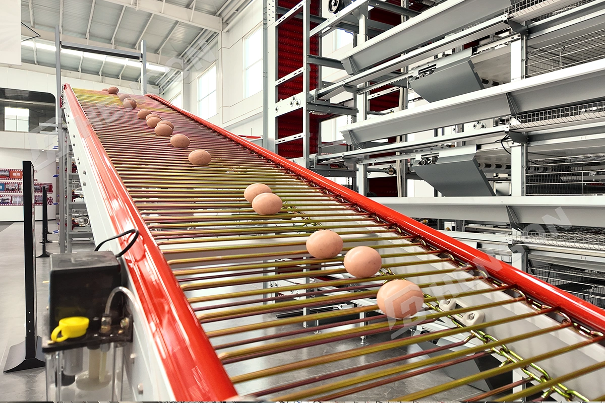 automatic egg collectors.webp automatic egg collectors.webp