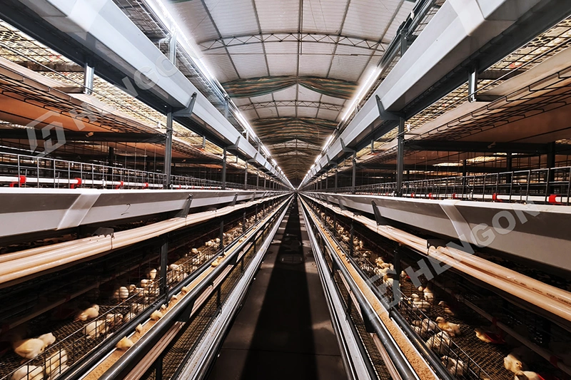 Actualice una granja de pollos en Filipinas con jaulas para pollos de engorde 1.webp
