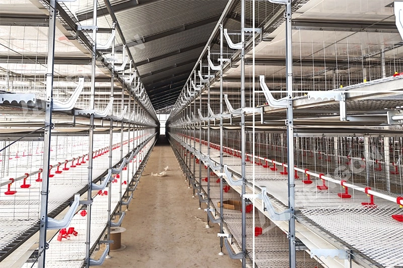 ¿Es rentable la cría de pollos de engorde en Filipinas? 2 拷贝.webp